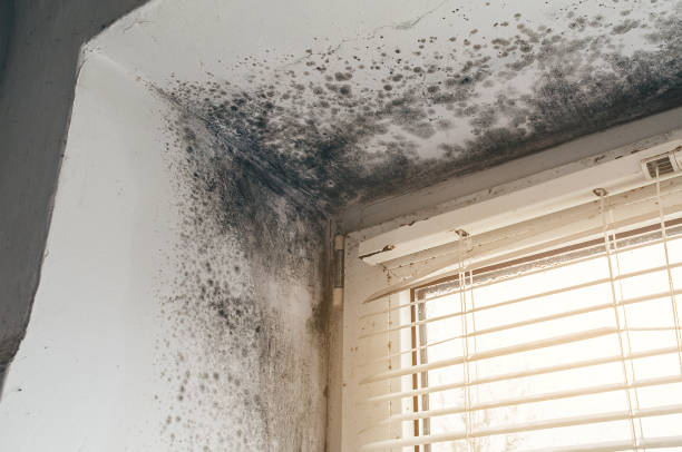 Affordable Mold Removal solutions in Graham, TX
