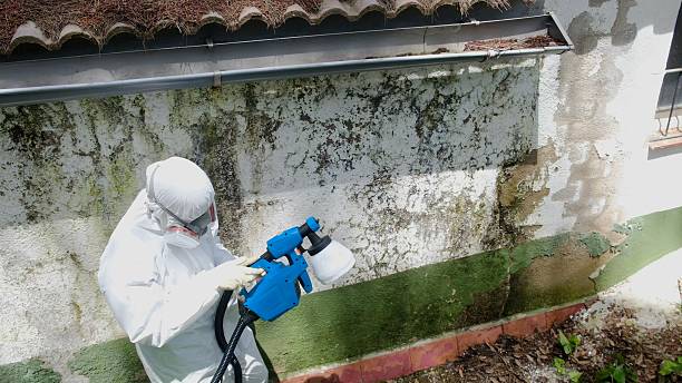 Top rated local Mold Removal specialists in Graham, TX